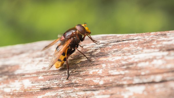 Comment reconnaître un syrphe et pourquoi il ne faut pas le craindre ?